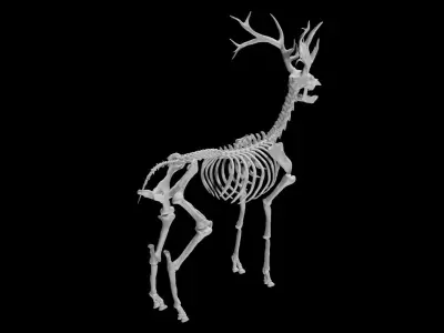 Deer Skeleton Low-poly 3D model