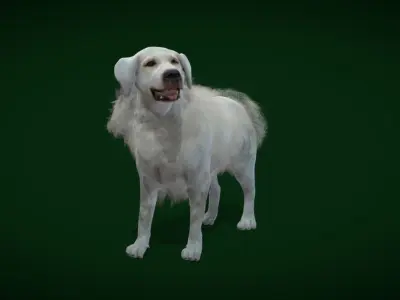 Great Pyrenees Patou Dog 3D model