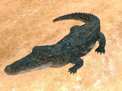 Aligator or crocodile animal 3d model 3D model
