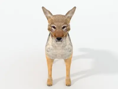 Jackal coyote Low-poly 3D model