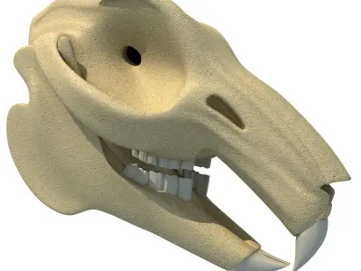 Rabbit Skull 3D model