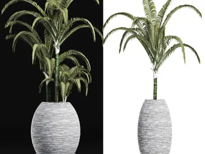 Plants Collection 185 Palm 3D model