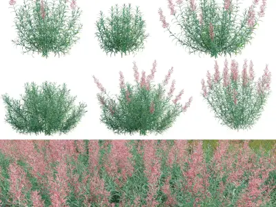 Agastache rupestris - Sunset Hyssop 3D model