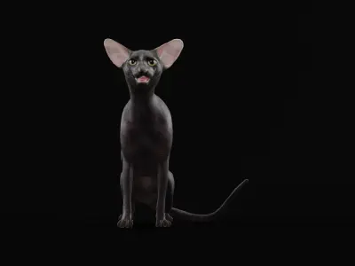 Peterbald Oriental Cat Low-poly 3D model