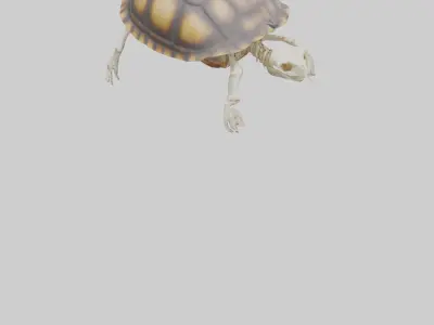 Tortoise Skeleton model Low-poly 3D model