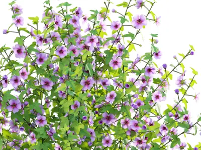 Anisodontea capensis - African Mallow 01 3D model