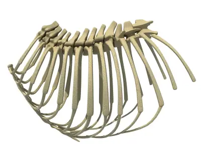 Animal Rib Cage  3D model