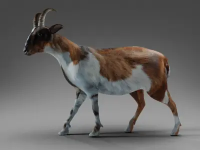 Goat 01 Rigged in Blender  Low-poly 3D model
