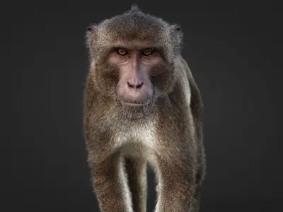 Rhesus Monkey Static Xgen core 3D model