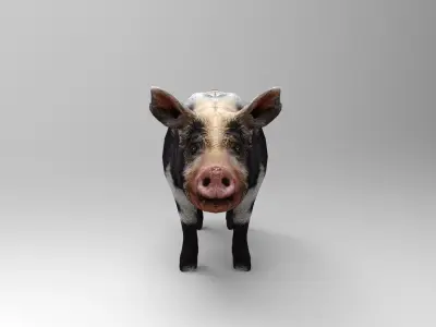 Pig Rigged  Low-poly 3D model