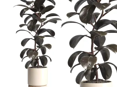 Indoor Outdoor plant 130 wood pots plants ficus rubbery 3D model