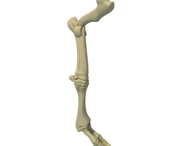 Bull Animal Leg Bones  3D model