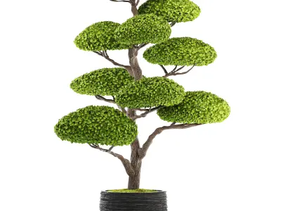 bonsai tree 3D model