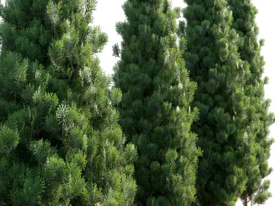 Platycladus orientalis - Biota orientalis - Thuja orientalis 3D model