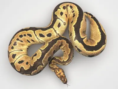 Clown Ball Python Snake 3D model