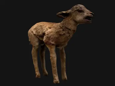 Fawn Deer Low-poly 3D model