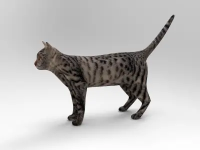 3D Pet Cat Model  Low-poly 3D model