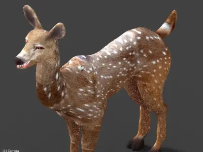 axis deer 3D model