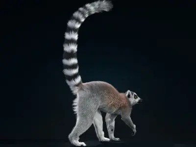 Ring Tailed Lemur Animated  VFX Grace 3D model