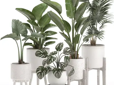 Decorative plants for the interior in white pots 557 3D model