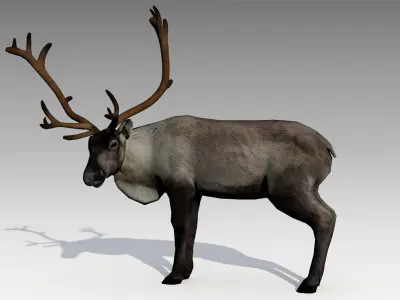 Reindeer Animated Low-poly 3D model