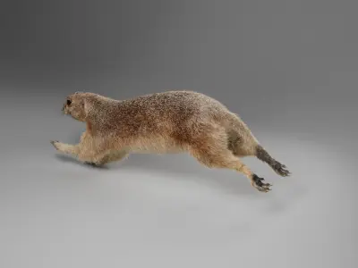Prairie Dog Animation  VFX Grace 3D model