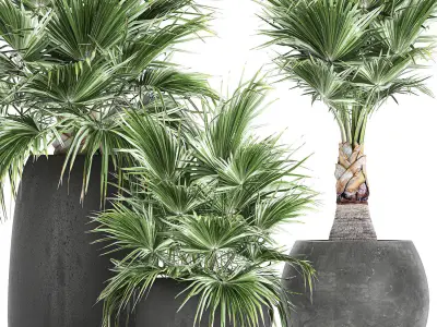 Decorative palm in a flowerpot 814 3D model