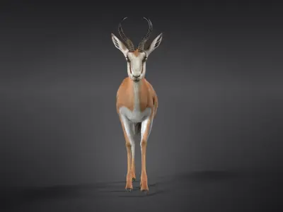 Springbok Animated 3D model