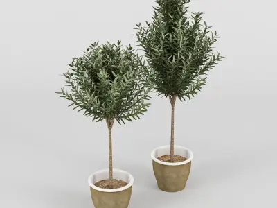 Olive Tree in Pot 3D model