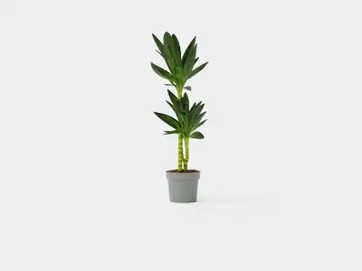Dracaena Janet Lind Low-poly 3D model