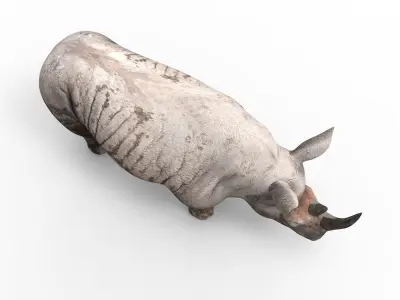 Dirty Realistic Rhino 3D Models  Low-poly 3D model