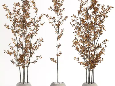 indoor plant 01 3D model