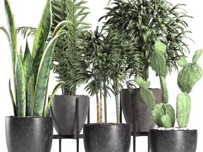 Plants Collection 211 3D model