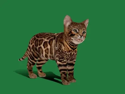 Bengal Kitten Cat Low-poly 3D model