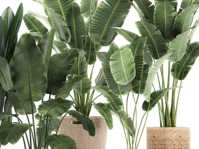 Decorative banana plants for the interior in baskets 615 3D model