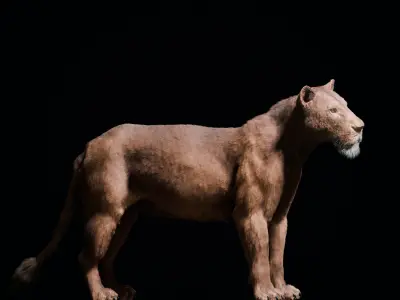 Young Lion 3d Blender model 3D model