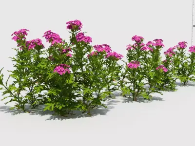 Glandularia plant with flowers and ruler 3D model