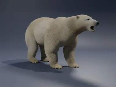 Polar Bear 3D model 2