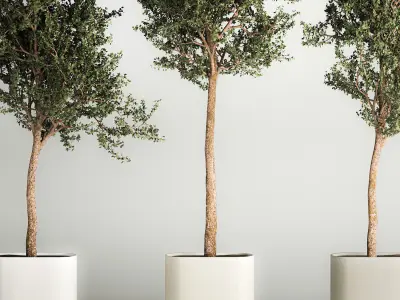 Trees In Concrete Vases And Pots For Exterior 1130 3D model