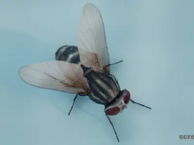 HouseFly ANIMATED UNREAL project  Maya base rig 3D model
