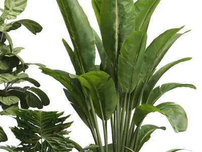 Collection indoor plant 429 plant bush ravenala palm 3D model