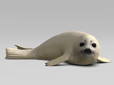 Harp Seal - Pup 3D model