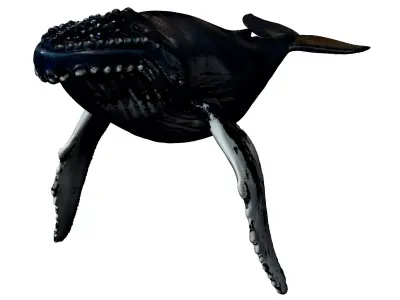 Humpback Whale -  Megaptera novaeangliae 3D model