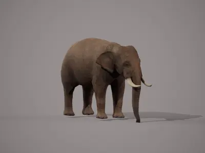 African Elephant 3D model