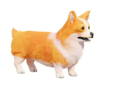 Corgi Dog 3D model