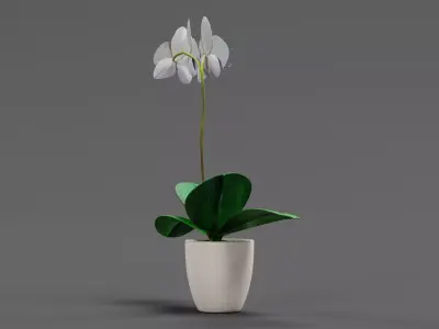 Blooming Phalaenopsis Orchid Plant in Pot 3D model