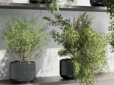 wall plant - set Indoor plant 433 plants on shelf Low-poly 3D model