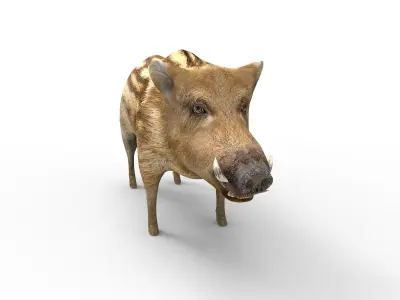 Wild Boar 3D model   Low-poly 3D model