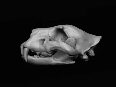 Lion Skull 3D print 3D model