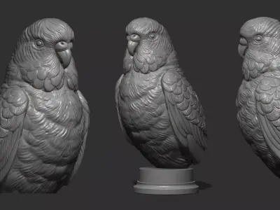 Budgerigar bust 3D print model